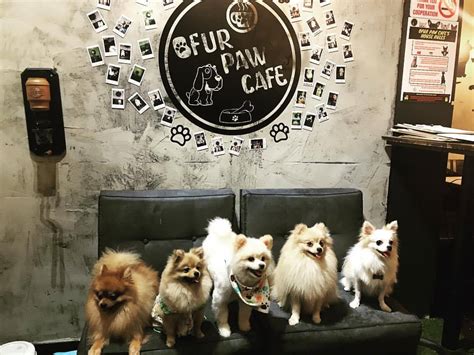 8 Paw-pular Dog Cafes to Visit in Singapore | Singapore OFW