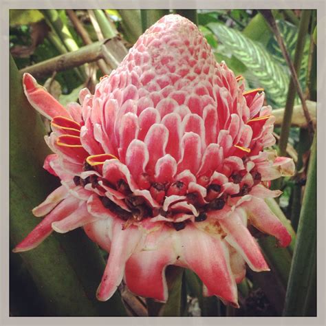 flower in Puerto Rico rainforest | Succulents, Plants, Flowers