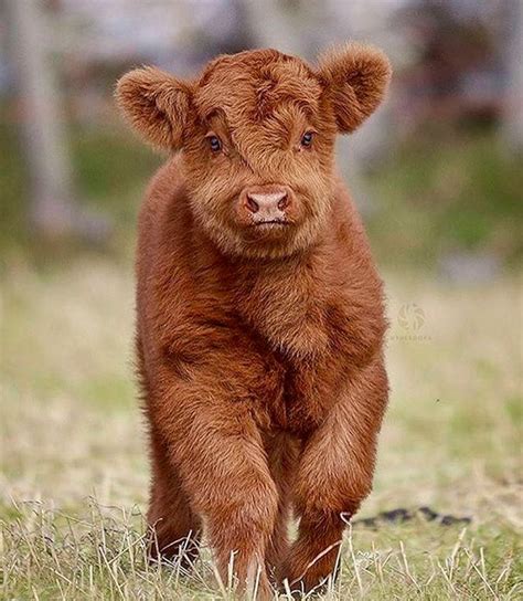 Scotland: where even the calves are redheads 💁🏻! | Pet cows, Cute ...