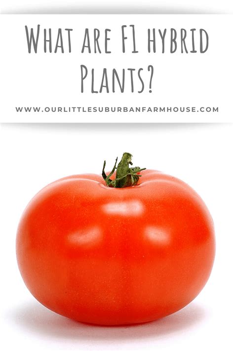 What are F1 Hybrid Plants? - Our Little Suburban Farmhouse