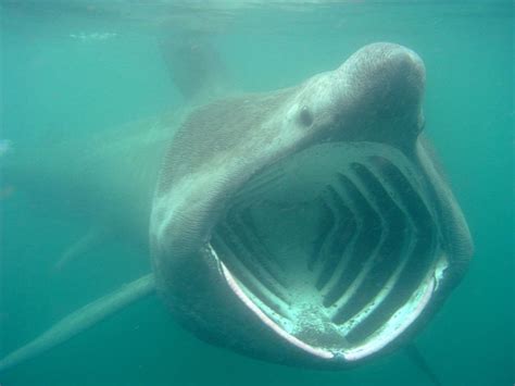 17 Best images about basking shark on Pinterest | Search, Fish and Whale sharks