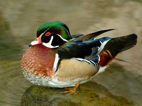 Beautiful duck hd wallpapers | Top Wallpapers