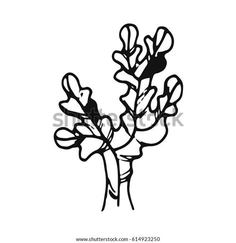 Algae Drawing Stock Vector (Royalty Free) 614923250 | Shutterstock