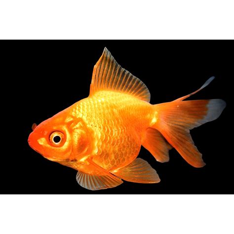 Red Ryukin Goldfish for Sale: Order Online | Petco