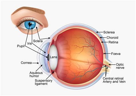 Human Eye Diagram Labeled