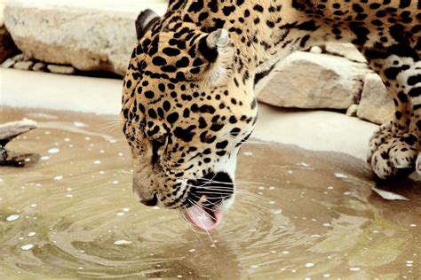 Jaguar Drinking Free Stock Photo - Public Domain Pictures