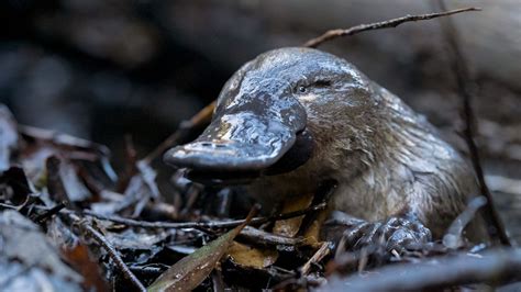 Platypus Fact Sheet | Blog | Nature | PBS