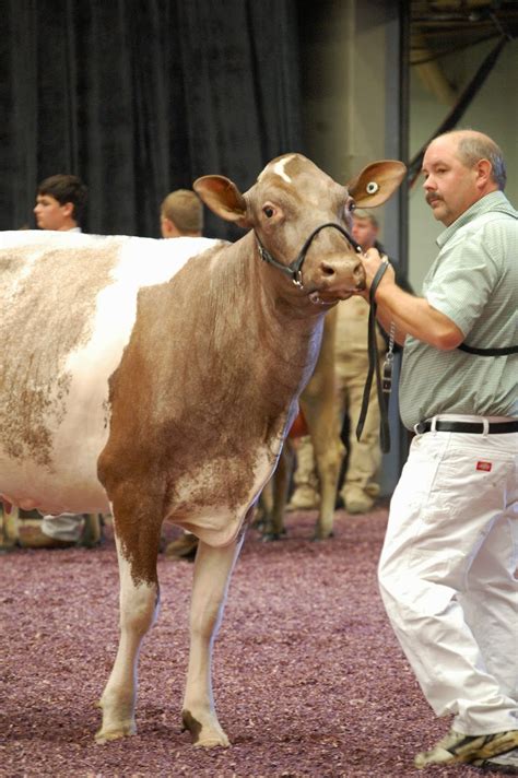 NEWS: International Milking Shorthorn Show - Cows