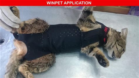 The Use of WinPet MedVest in The Recovery Period After an Ovariohysterectomy (Spaying) Operation ...