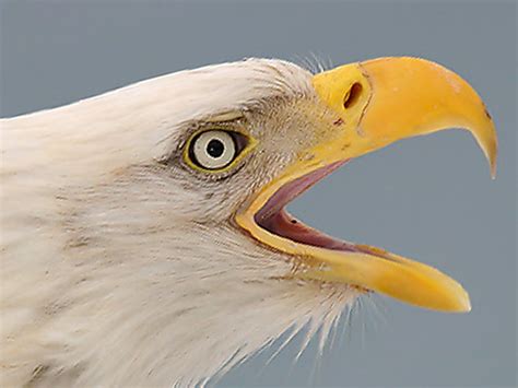 Realistic Bald Eagle life-size & life like replica sculpture: Bald Eagle head sculpture using clay