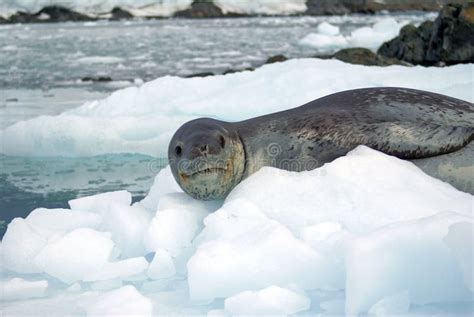 Leopard seal on an iceberg stock photo. Image of freezing - 104638178