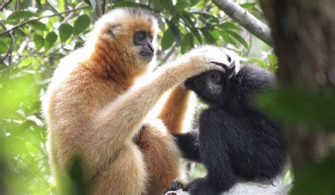 Critically endangered Hainan gibbons return from brink of extinction ...