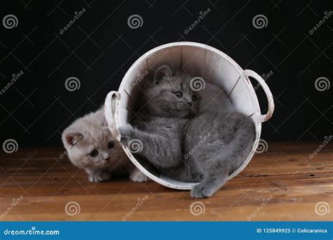 Kittens Playing in a Basket Stock Image - Image of blue, bunch: 125849925