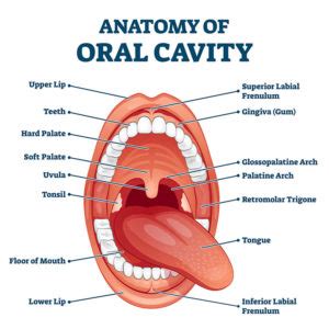 Lip-Tie Release in Kearney | Advanced Dentistry Kearney