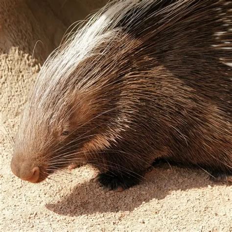 Cape Porcupine - Facts, Diet, Habitat & Pictures on Animalia.bio