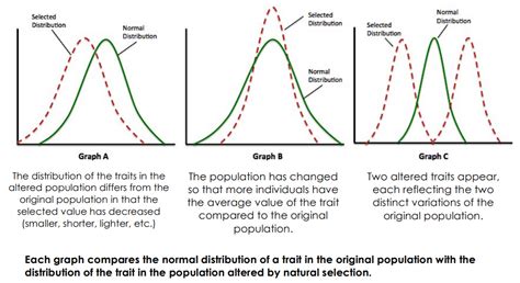 Three Types Of Natural Selection Graphs