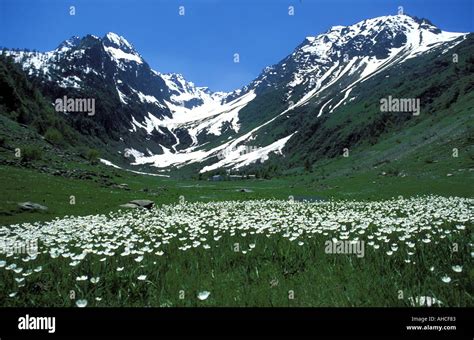 Ranunculus Pyrenaeus Alpi mountains Italy Stock Photo - Alamy