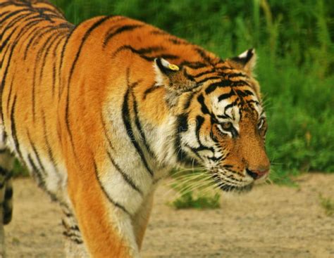 China Northeast Tiger In Harbin Tiger Park, China Stock Photo - Image ...