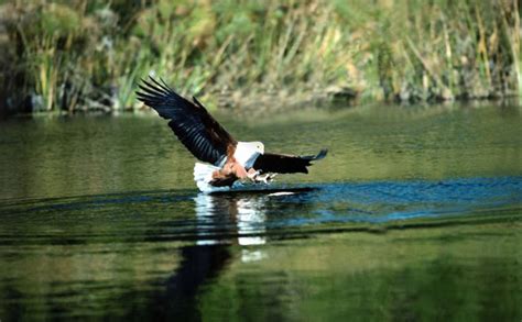 What Are the Animals That Live in Estuary Biomes? | Gone Outdoors | Your Adventure Awaits