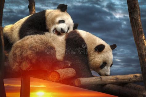 Big panda stock photo. Image of white, bamboo, park, asia - 95686838