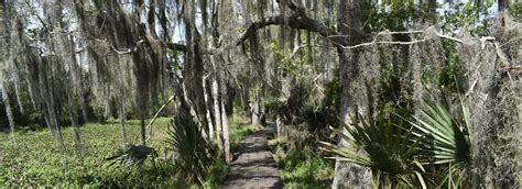 Hiking Near New Orleans | Barataria Preserve