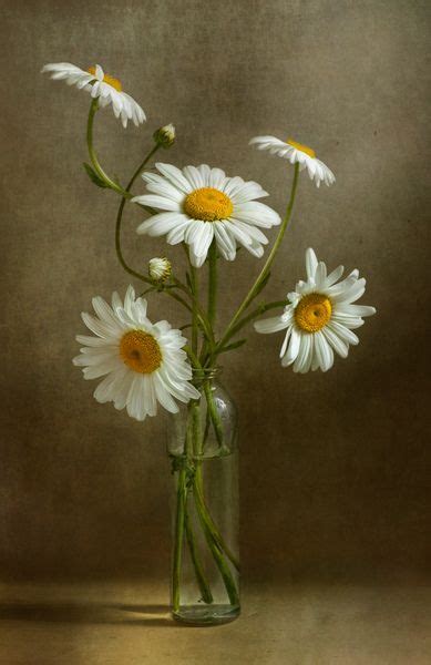 Daisies still life | Still life flowers, Still life art, Still life