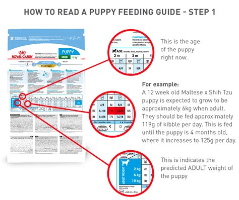 Puppy Feeding Guide By Age Downloadable And Printable ...