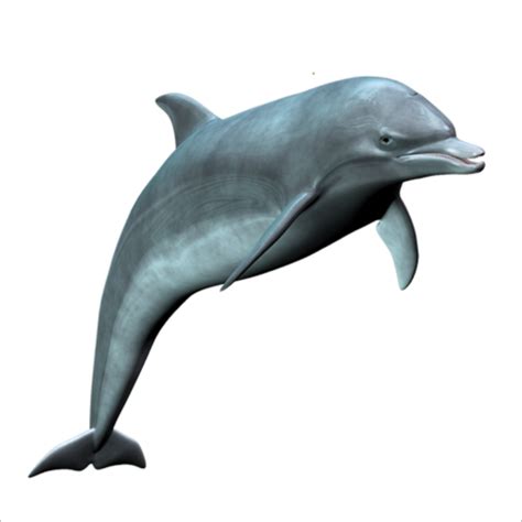 Dolphin PNG Images Transparent Background | PNG Play