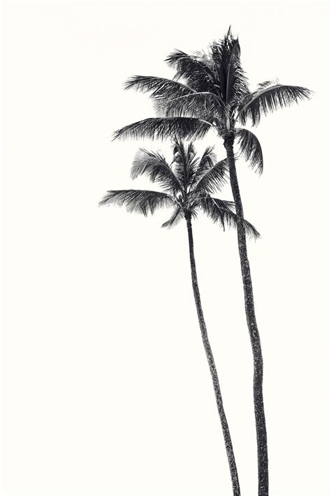 Location: Hawaii Palm Tree Drawing, Palm Trees Painting, Palm Tree Art, Beach Painting, Palm ...