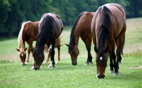 Imagenes Hilandy: Fondo de Pantalla Animales Manada Caballos