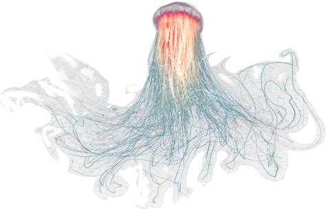 Jellyfish PNG