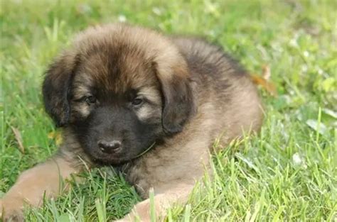 7 Special Tips on Raising Leonberger Puppies