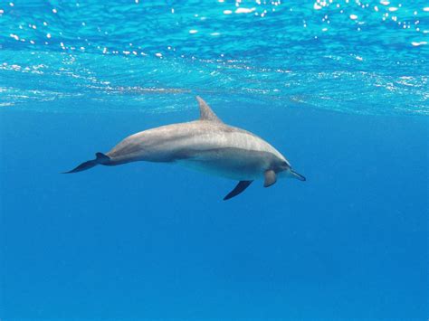 Spinner dolphin (Stenella longirostris)