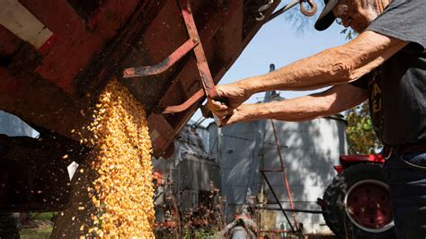 Price of corn hits 9-year high as surge in commodities continues