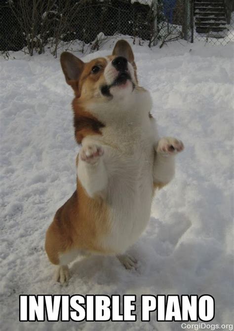 Having A Bad Day? Corgis To The Rescue! | Corgi funny, Funny dog memes, Corgi memes