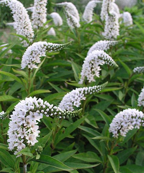 Lysimachia clethroides – Pépinière Jasmin