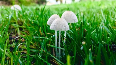 Mushrooms Growing in My Yard/Lawn: Why & What Are the Causes of It