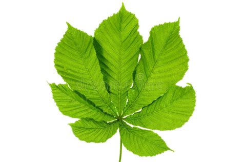 Buckeye or Horse Chestnut Green Leaves Stock Photo - Image of green ...