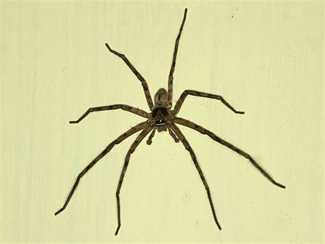 The Brown Huntsman Spider - scientifeeq