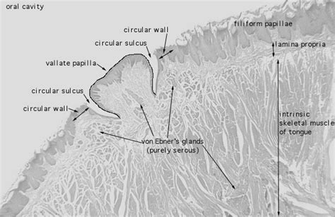 HLS [ Digestive System: Oral Cavity and Teeth, tongue, vallate papillae ...