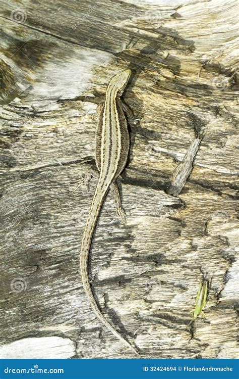 Zootoca Vivipara / Viviparous Lizard Stock Photo - Image of skin ...