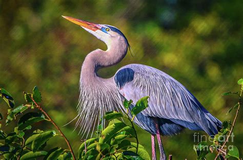 Great Blue in Mating Plumage Photograph by Tom Claud - Pixels