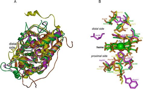 Structural comparison of various heme peroxidase domains from the... | Download Scientific Diagram