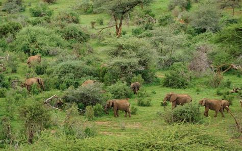 Kenya Conservancies - Wildlife Conservancies