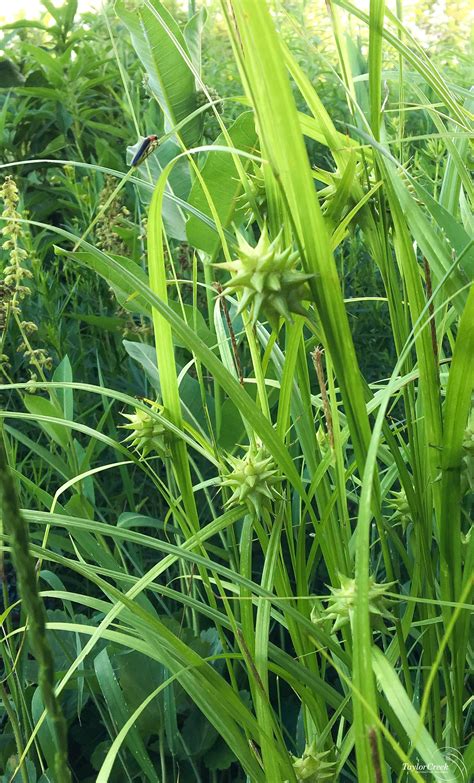 Common bur sedge (Carex grayii) - Taylor Creek Restoration Nurseries