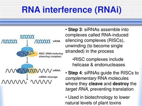 PPT - Eukaryotic Gene Regulation PowerPoint Presentation, free download - ID:1475416