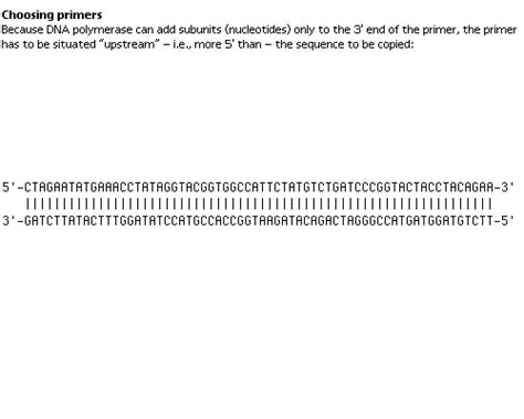 PCR primers