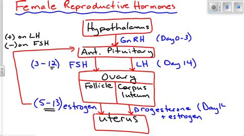 Female Reproductive Hormones - YouTube