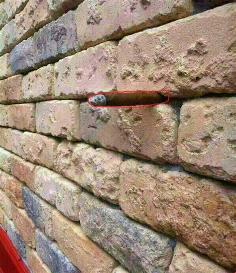 What's Stuck In This Brick Wall? - Neatorama