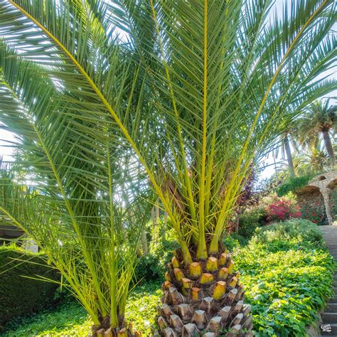 Canary Island Date Palm — Green Acres Nursery & Supply